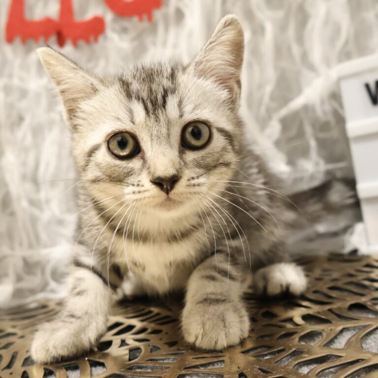 アメリカンショートヘアの子猫（福岡・ペットアミ甘木店在籍）