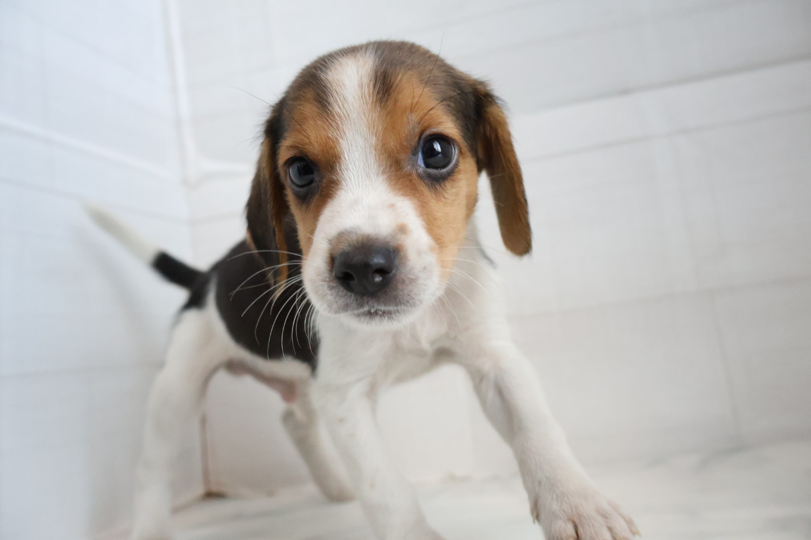 ビーグル ハウンドカラーの子犬|福岡 |ペッツメイトイオン小郡店