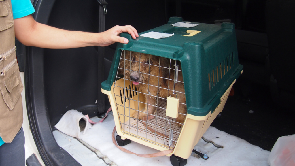 車の荷室に積んだクレートに入った犬