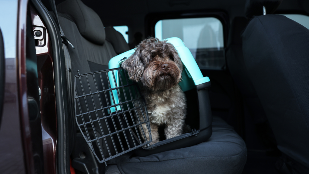 車の後部座席に置いたクレートに入った犬