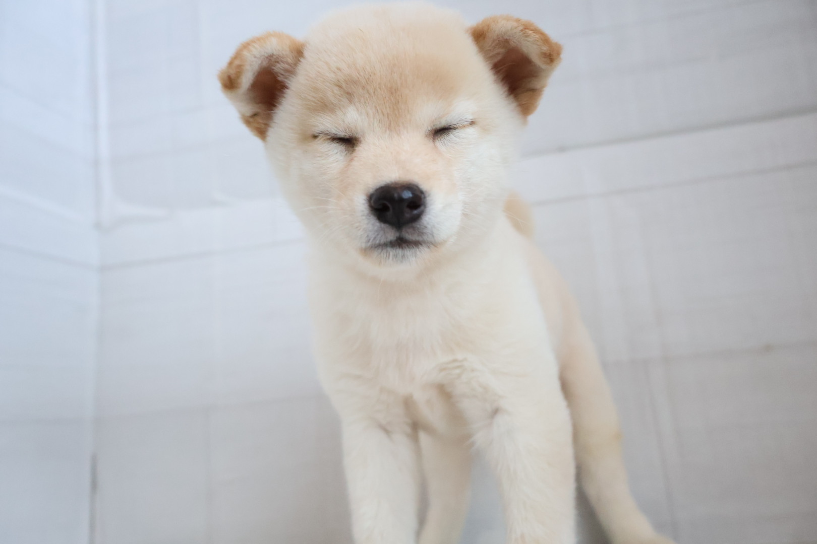 柴 白の子犬｜佐賀 |ペッツメイト佐賀店