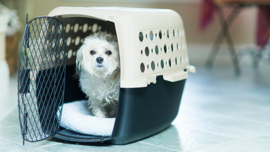 クレートの中で落ち着いて過ごす犬