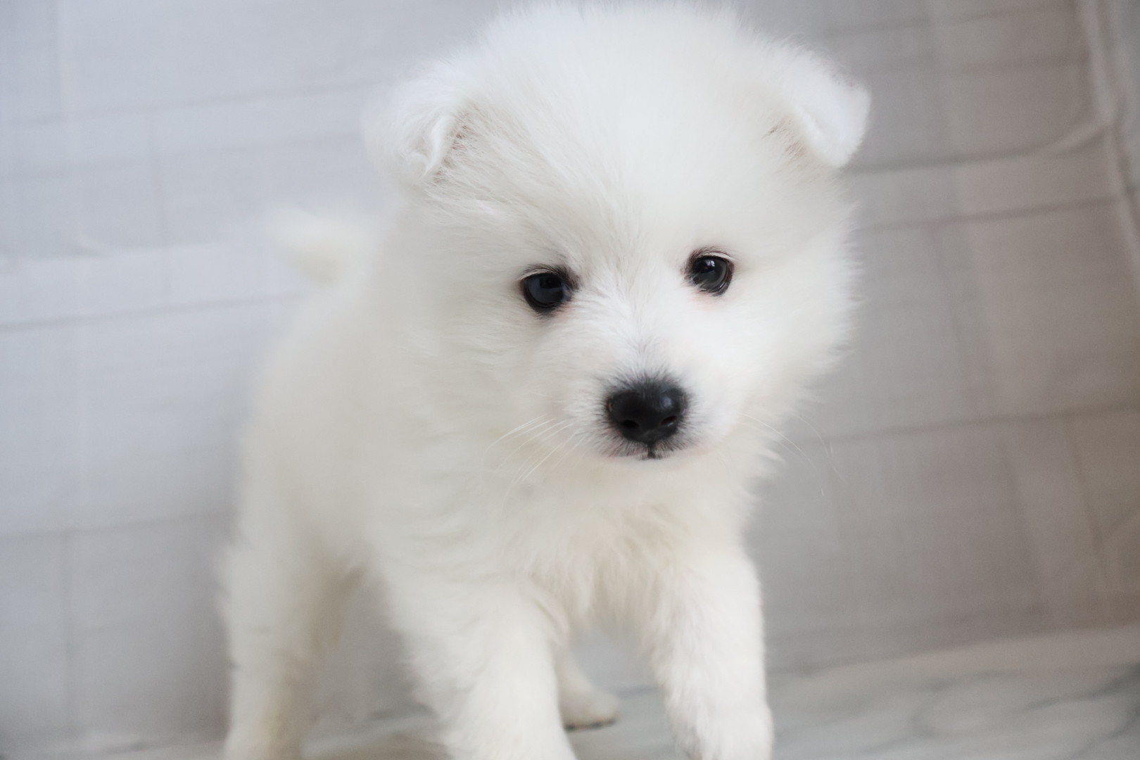 日本スピッツ ホワイトの子犬｜宮崎 | ペッツメイトイオン都城店