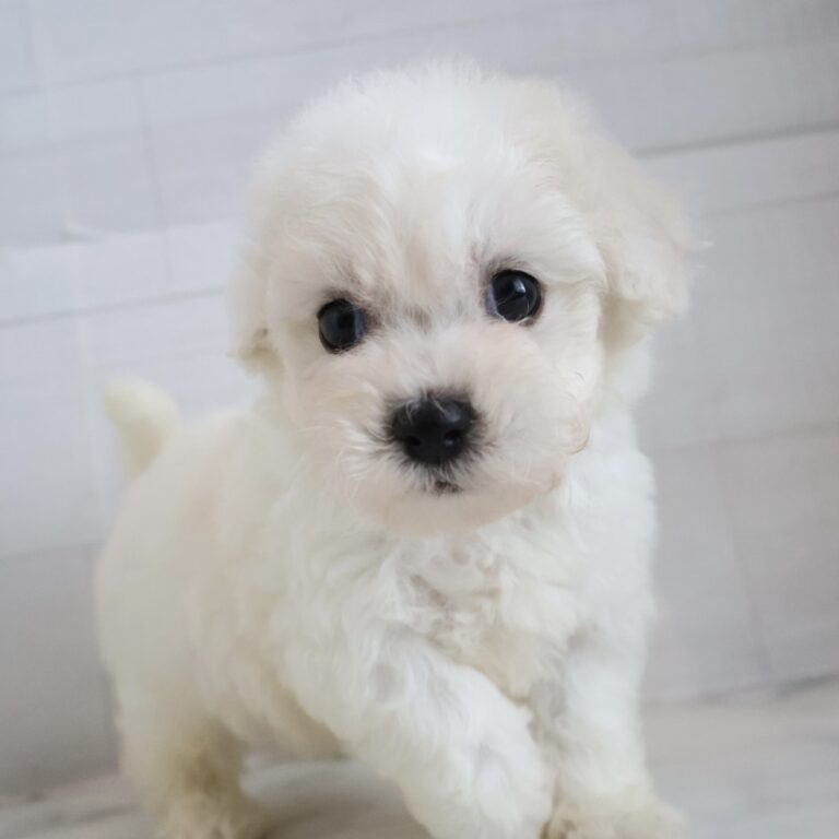 ビションフリーゼの子犬（福岡・ペッツメイトイオン小郡店在籍）
