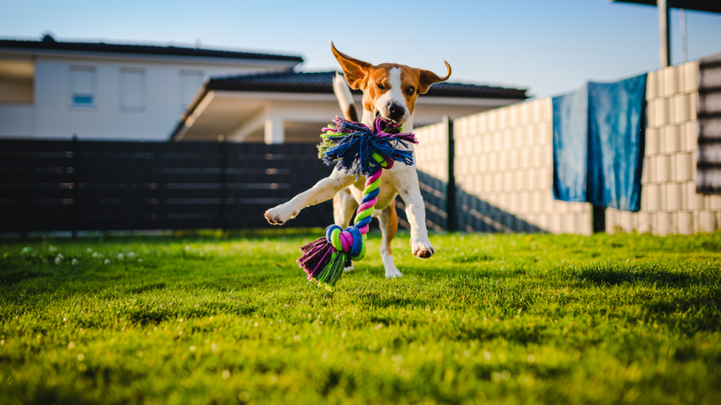 芝生の上をおもちゃをくわえて走る犬