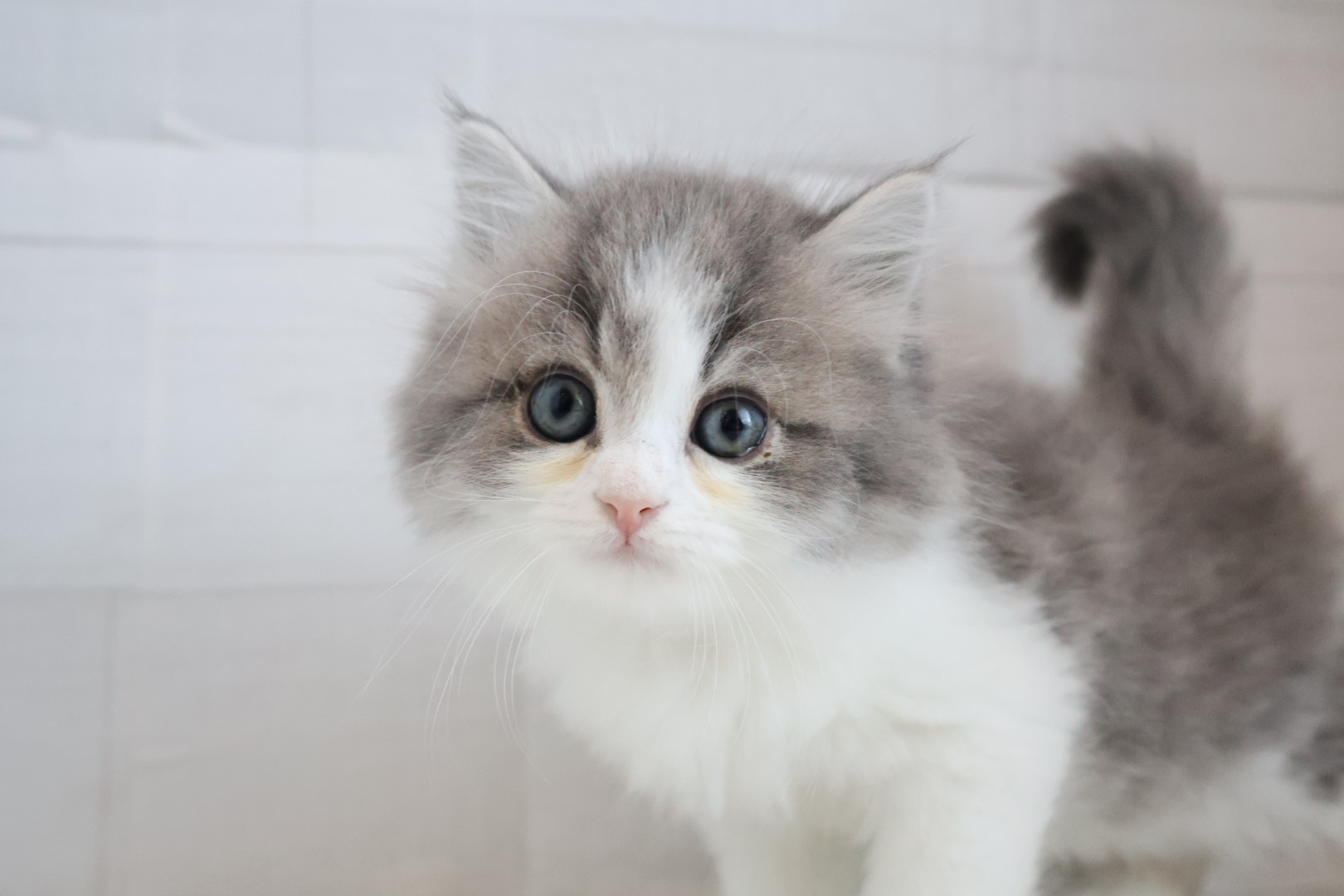 サイベリアン ブルータビーホワイトの子猫｜佐賀 |ペッツメイト佐賀店