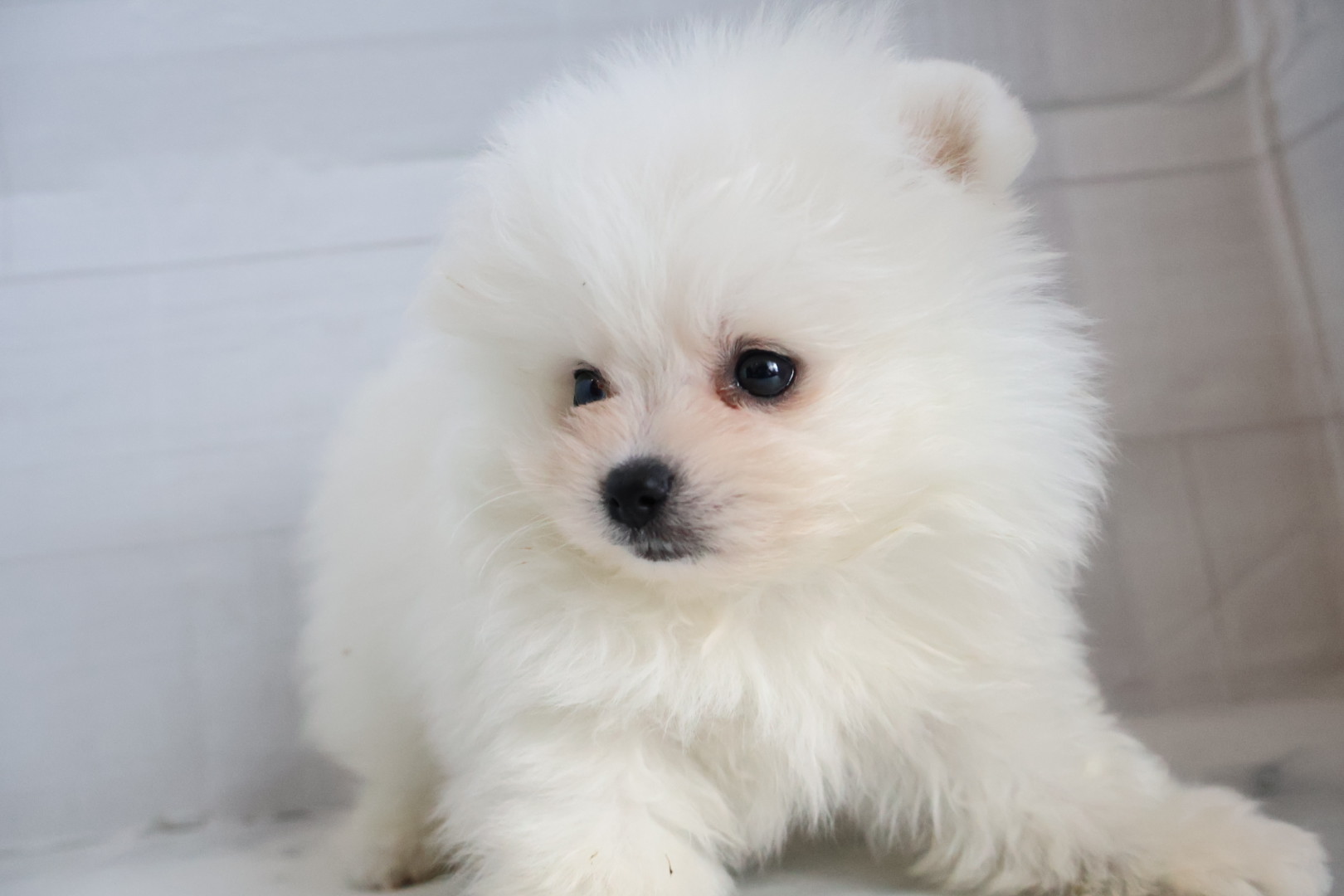 ポメラニアン ホワイトの子犬｜福岡 |ペットアミ筑後店