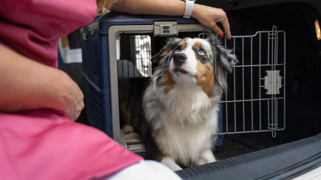 車のクレートに入った犬