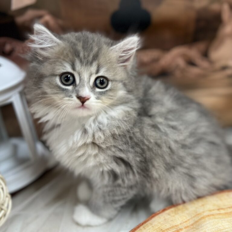 ミヌエットの子猫（佐賀・ペッツメイト佐賀店在籍）