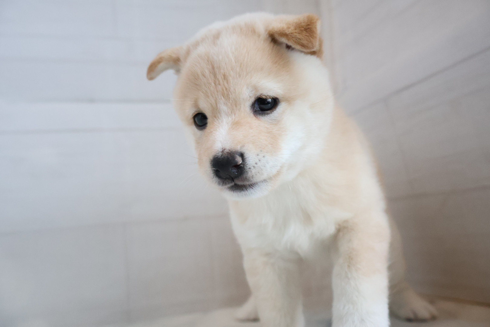 豆柴 白の子犬｜宮崎 | ペッツメイトイオン都城店