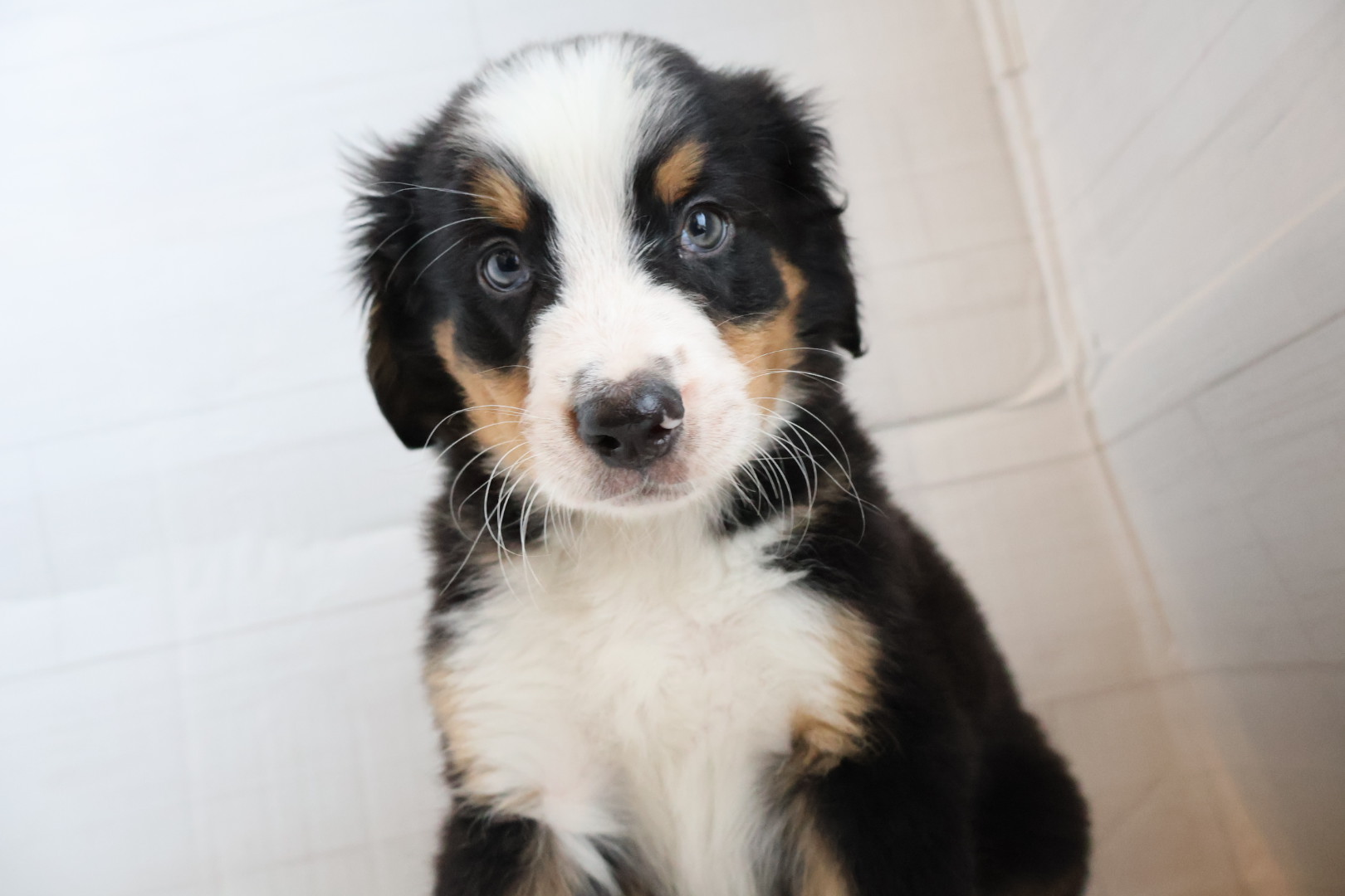バーニーズマウンテンドッグ ブラックラストホワイトの子犬｜宮崎 | ペッツメイトイオン都城店