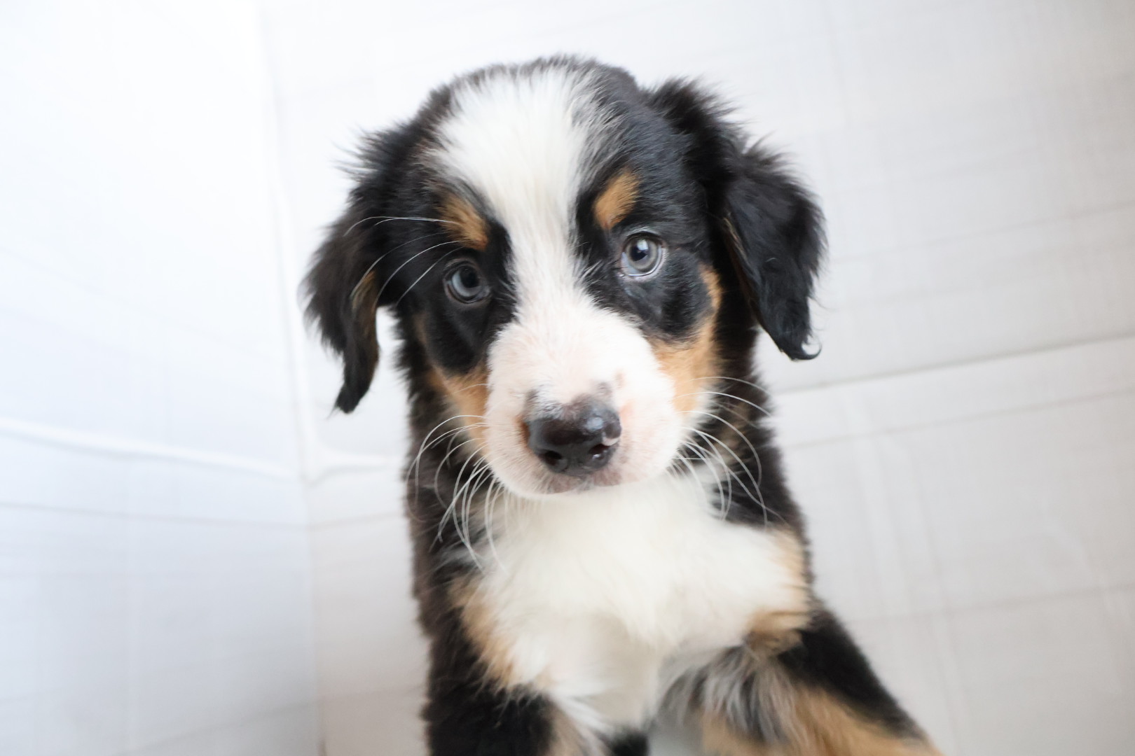 バーニーズマウンテンドッグ ブラックラストホワイトの子犬｜宮崎 | ペッツメイトイオン都城店