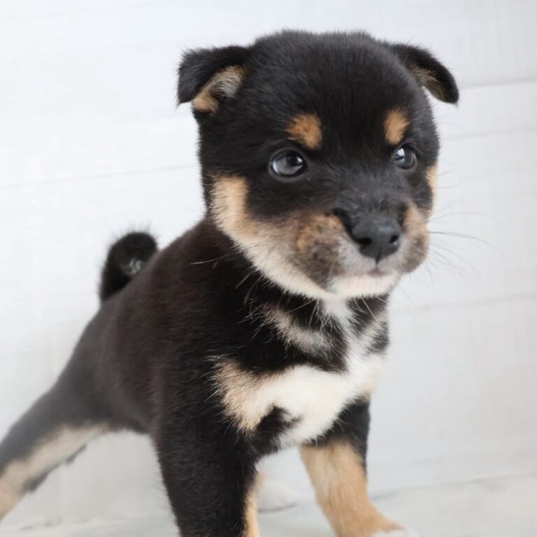 豆柴の子犬（福岡・ペットアミ須恵店在籍）