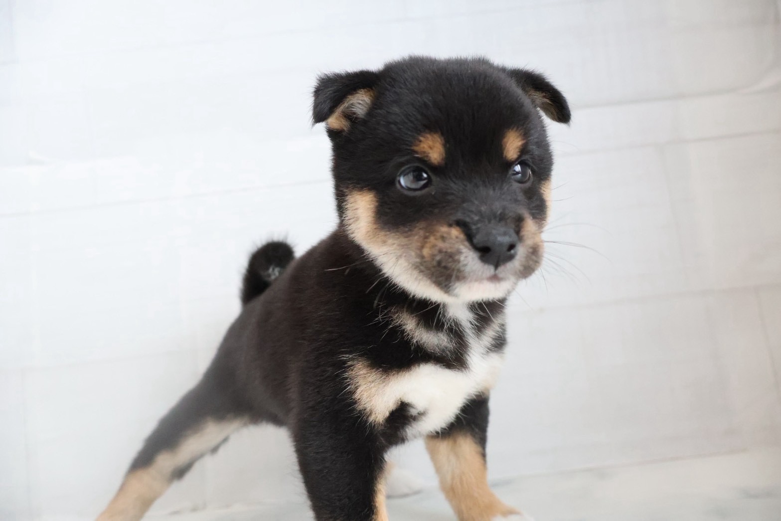 豆柴 黒の子犬｜福岡 |ペットアミ須恵店