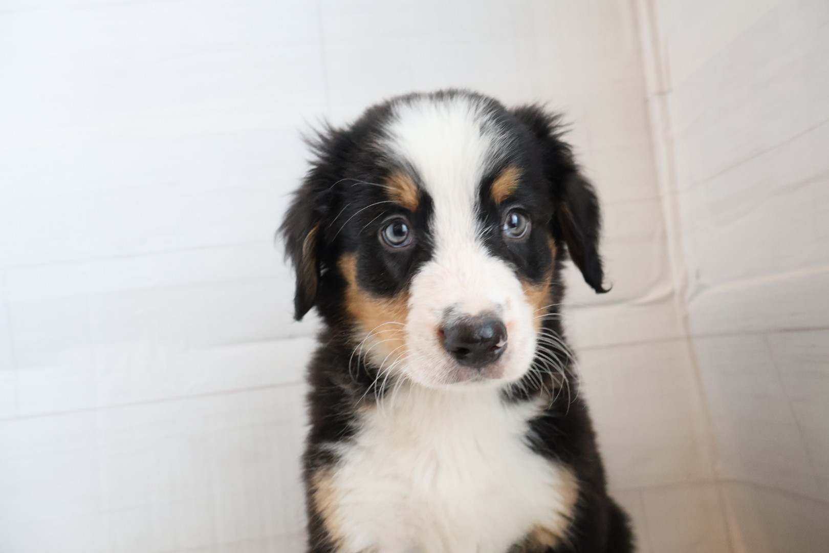 バーニーズマウンテンドッグ ブラックラストホワイトの子犬｜宮崎 | ペッツメイトイオン都城店