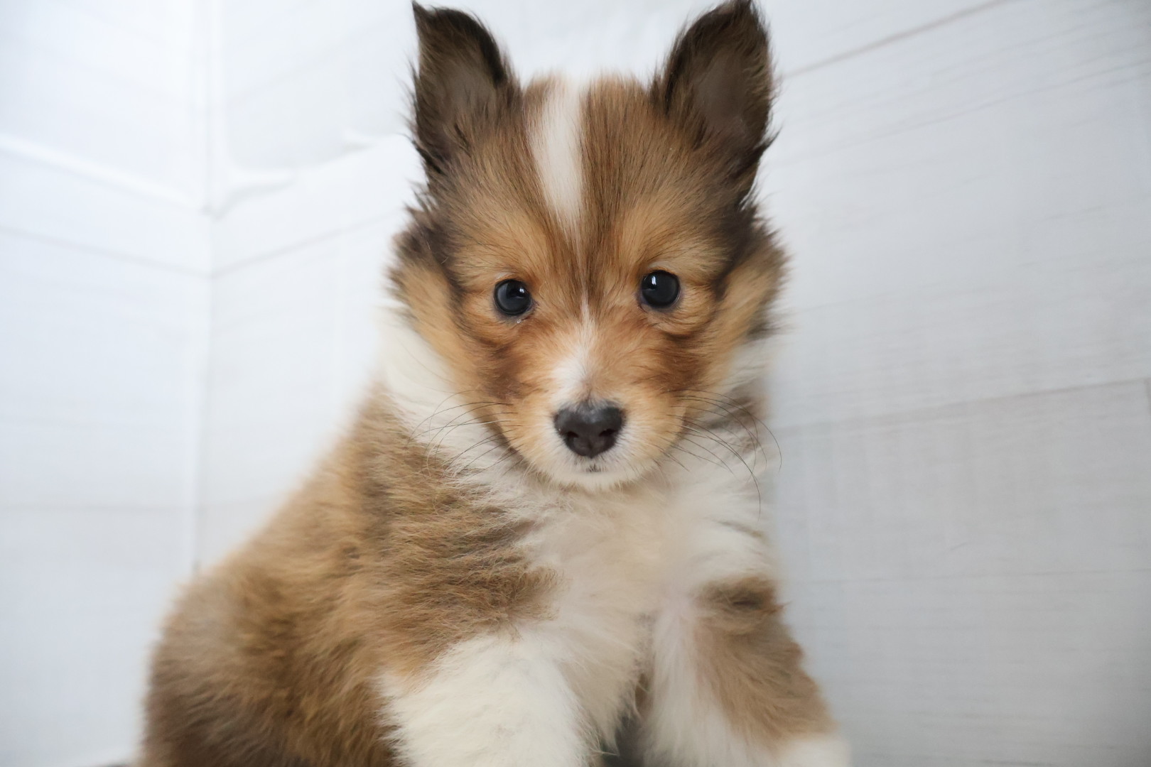 シェットランドシープドッグ セーブルホワイトの子犬｜福岡 | ペッツメイト天神大名店