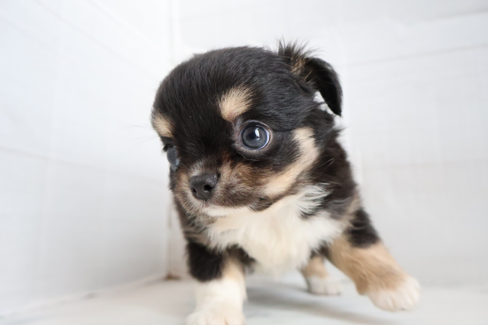 ロングコートチワワ ブラックタンホワイトの子犬｜佐賀 | ペッツメイトモラージュ佐賀店
