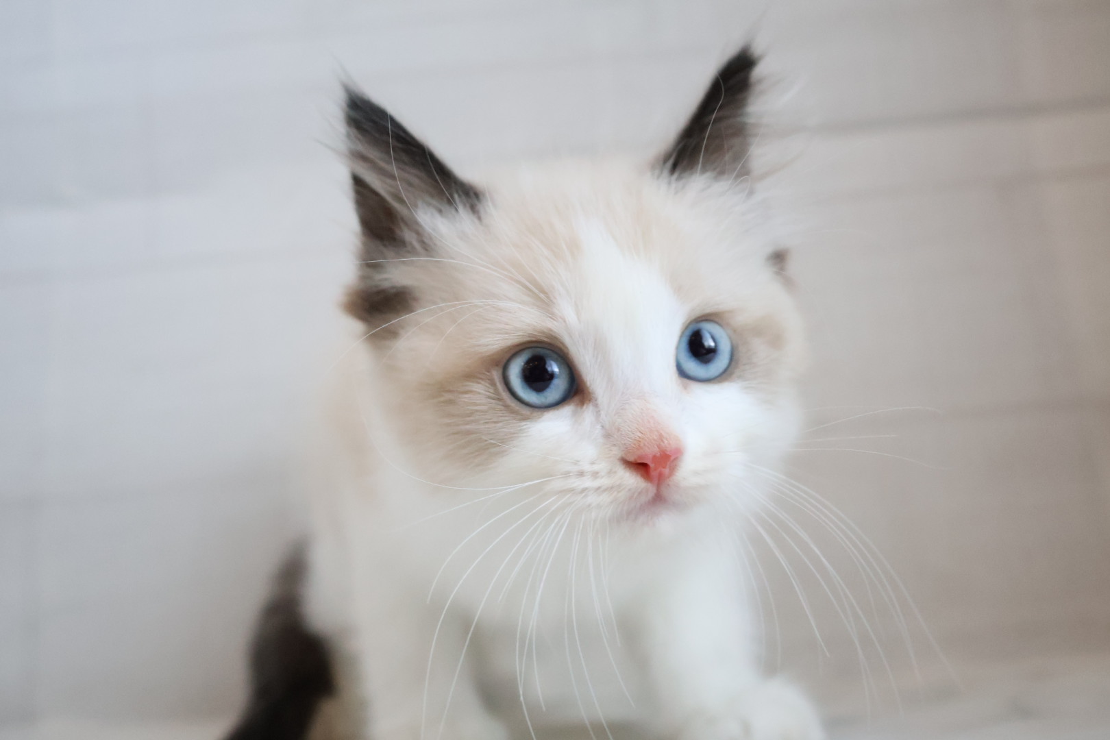 ラグドール シールポイントバイカラーの子猫｜佐賀 |ペッツメイト佐賀店