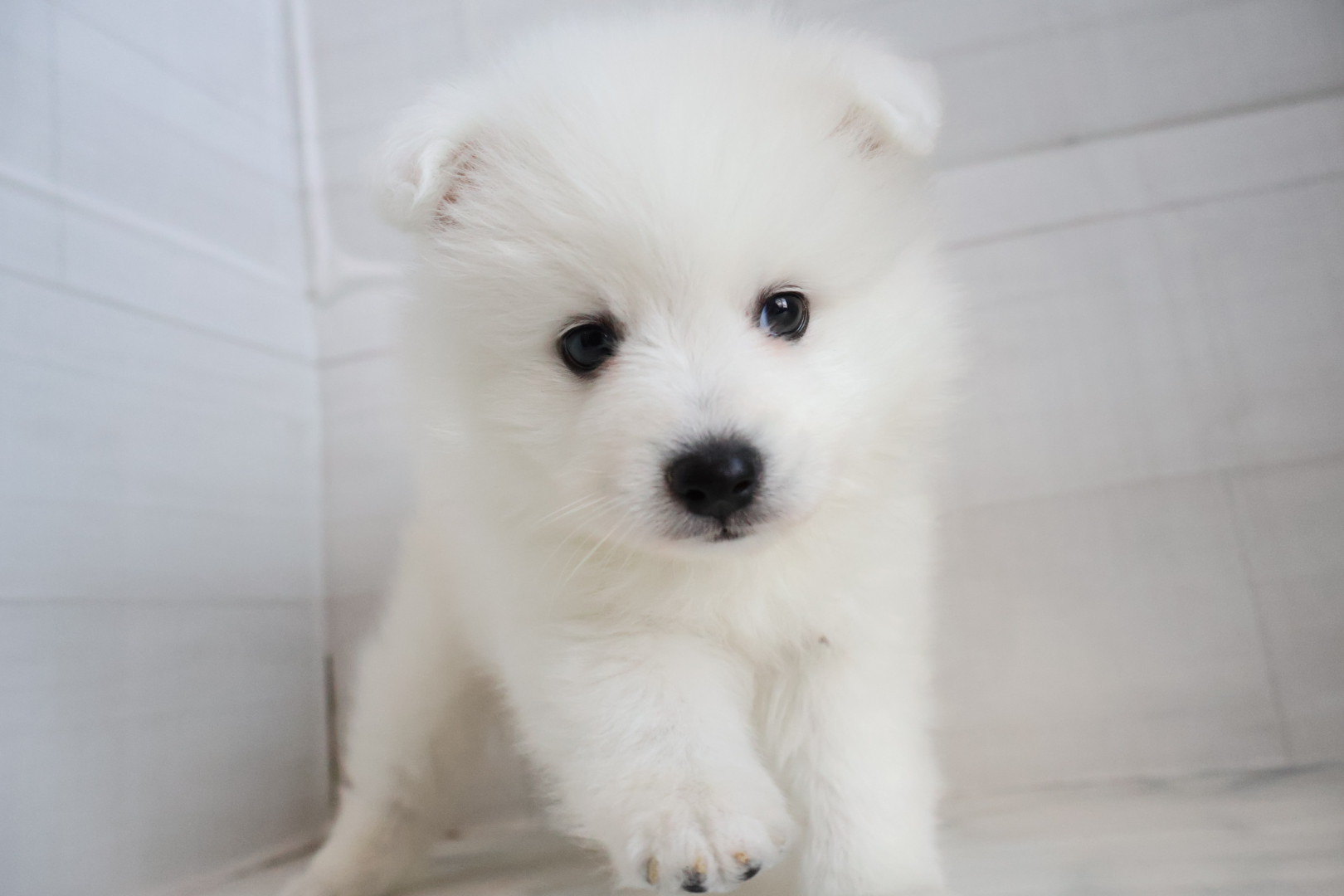 日本スピッツ ホワイトの子犬｜宮崎 | ペッツメイトイオン都城店