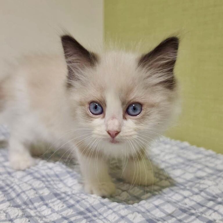 ラグドールの子猫（佐賀・ペッツメイトモラージュ佐賀店在籍）
