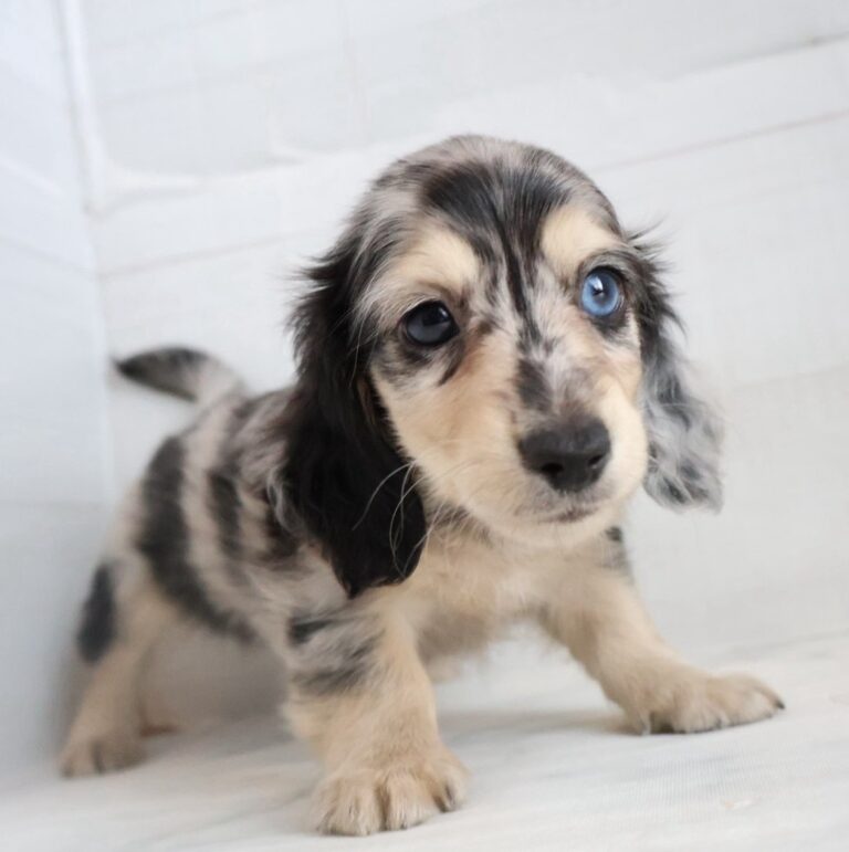 カニンヘンダックスフンドの子犬（福岡・ペッツメイトイオン小郡店在籍）
