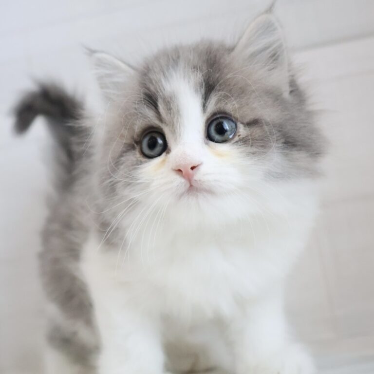 サイベリアンの子猫（佐賀・ペッツメイト佐賀店在籍）