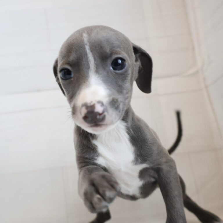 イタリアングレーハウンドの子犬（宮崎・ペッツメイトイオン都城店在籍）