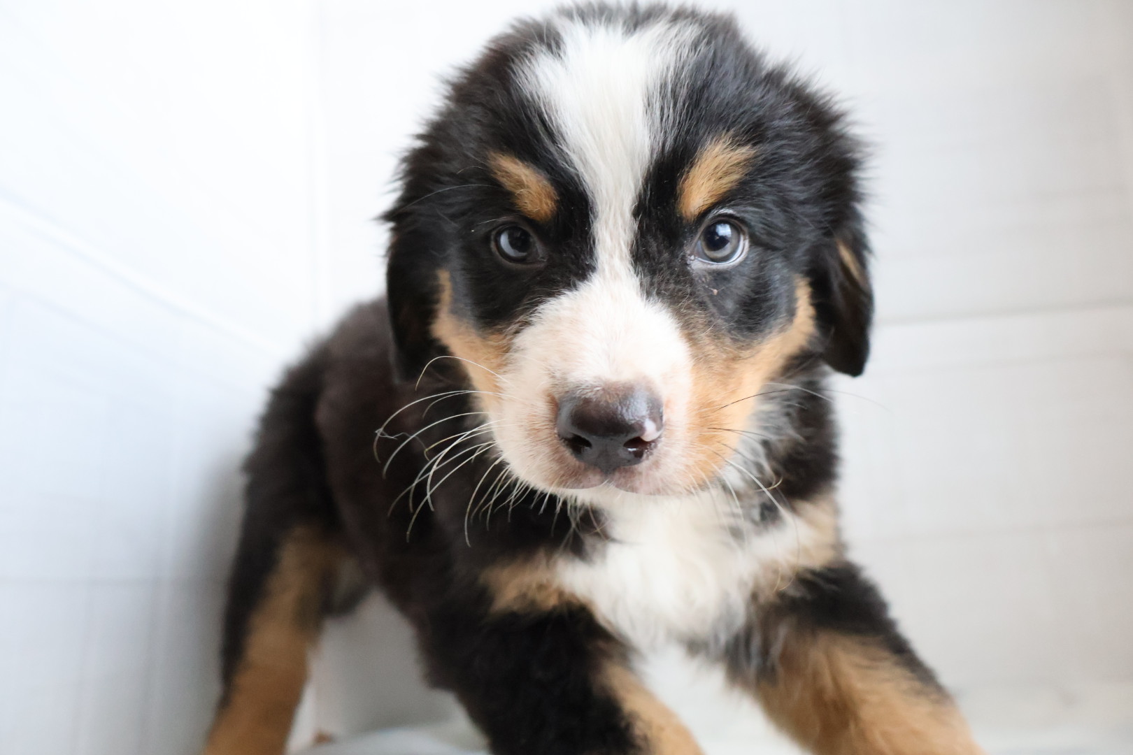 バーニーズマウンテンドッグ ブラックラストホワイトの子犬｜佐賀 |ペッツメイト佐賀店