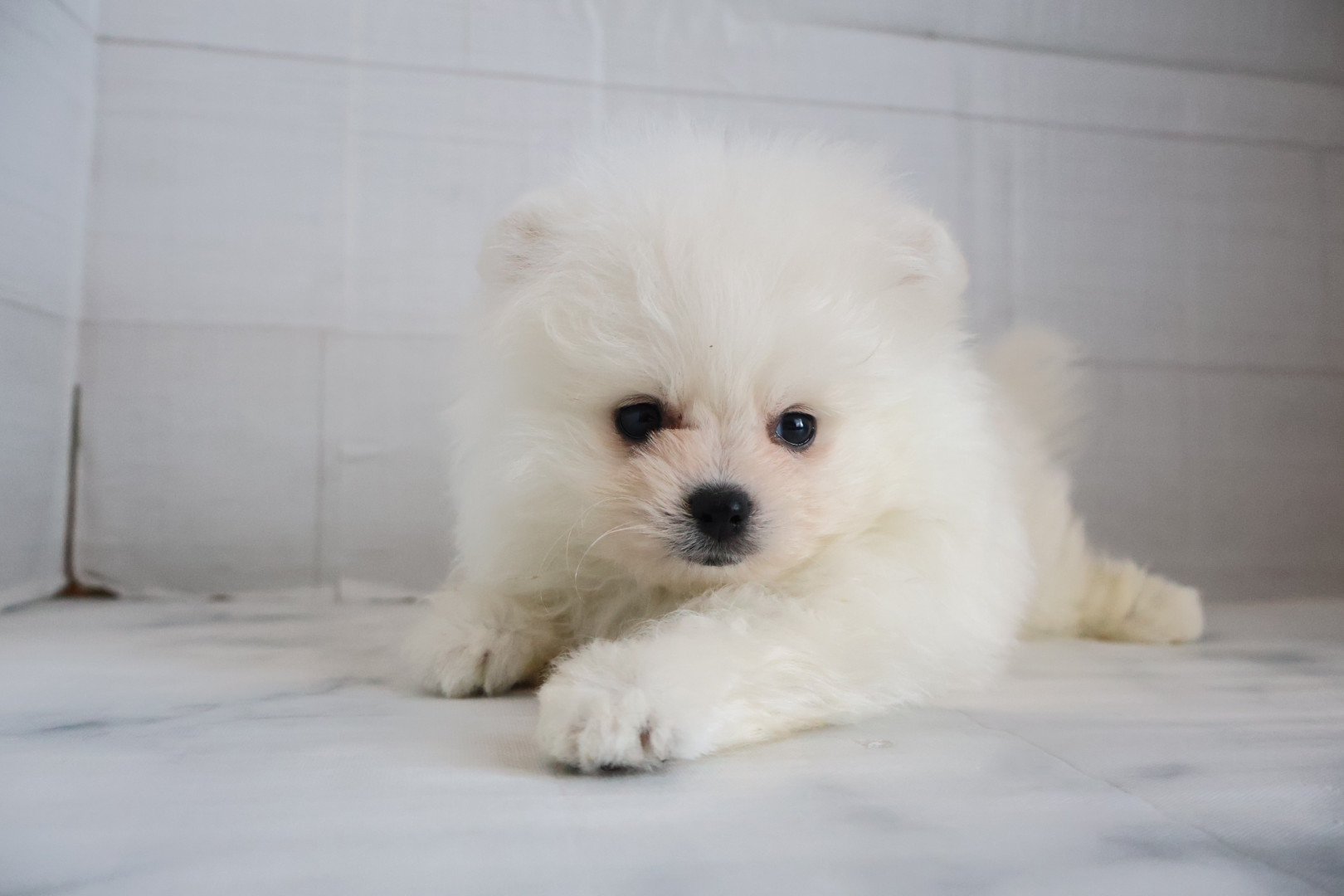 ポメラニアン ホワイトの子犬｜福岡 |ペットアミ筑後店
