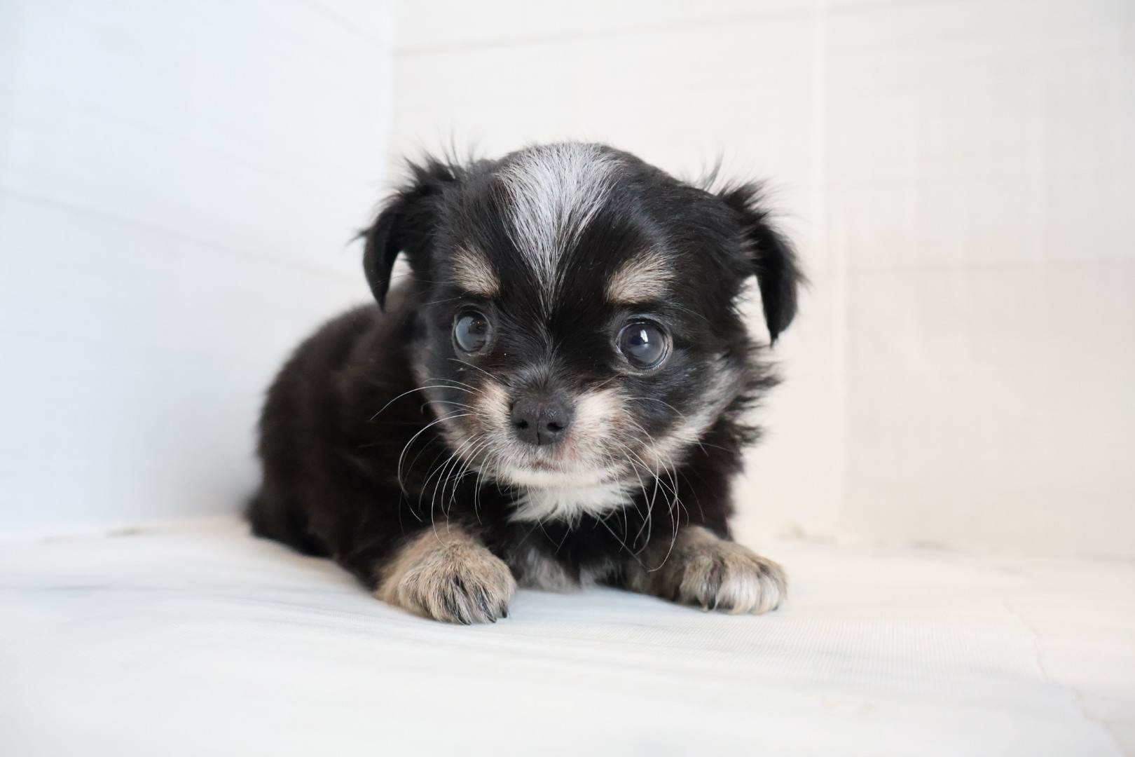 ロングコートチワワ ブラックタンホワイトの子犬|福岡 | ペッツメイト天神大名店