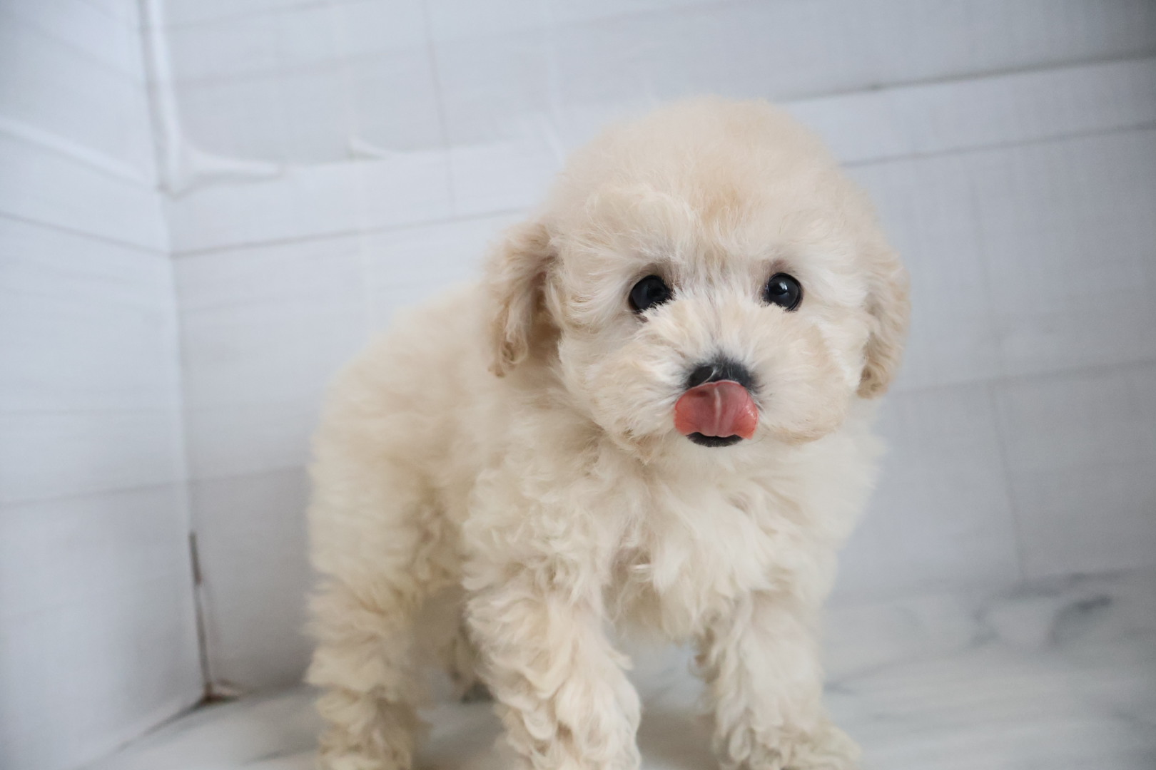 トイプードル クリームの子犬｜福岡 |ペッツメイトイオン乙金店