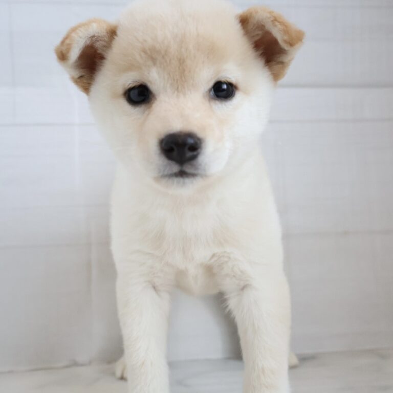 柴の子犬（佐賀・ペッツメイト佐賀店在籍）