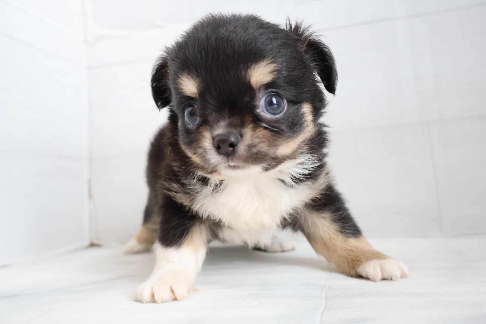 ロングコートチワワ ブラックタンホワイトの子犬｜佐賀 | ペッツメイトモラージュ佐賀店