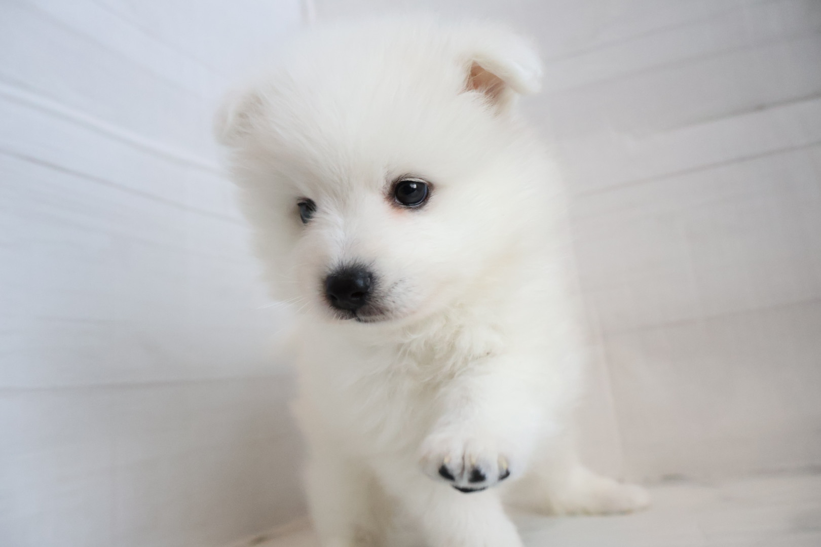 日本スピッツ ホワイトの子犬｜宮崎 | ペッツメイトイオン都城店