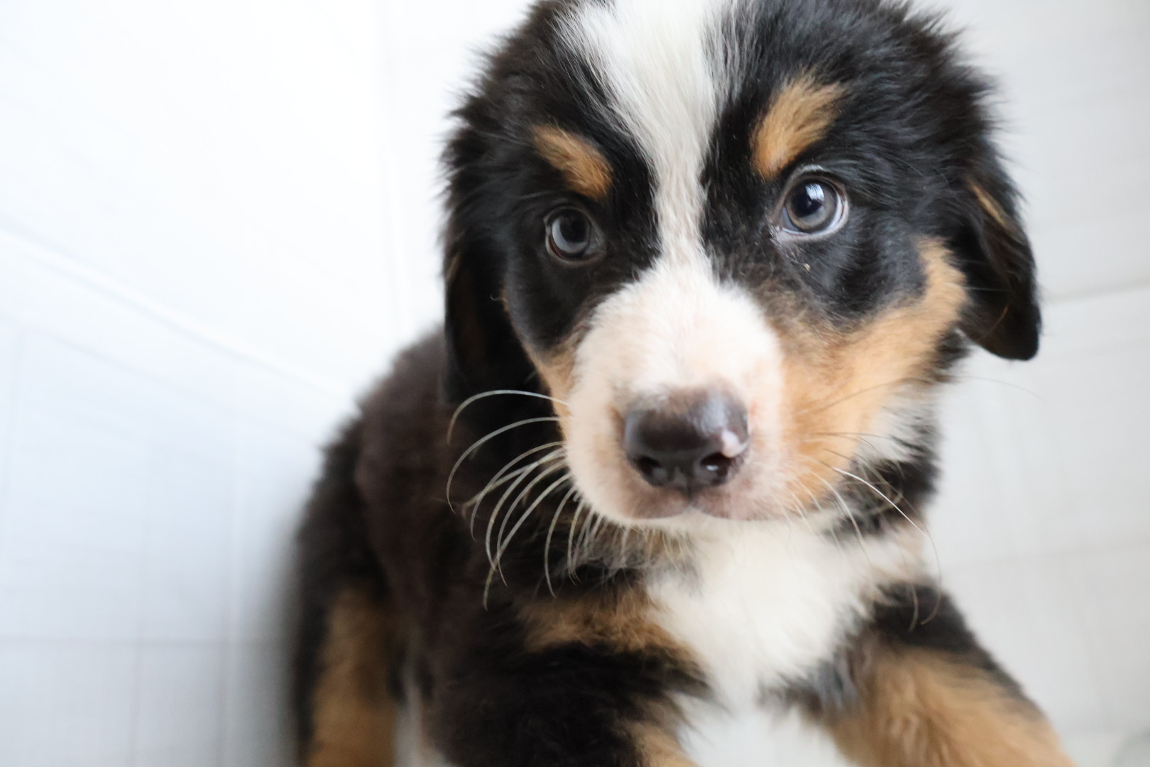 バーニーズマウンテンドッグ ブラックラストホワイトの子犬｜佐賀 |ペッツメイト佐賀店