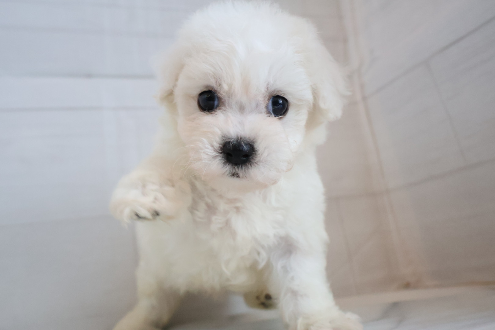 ビションフリーゼ ホワイトの子犬｜福岡 |ペッツメイトイオン小郡店