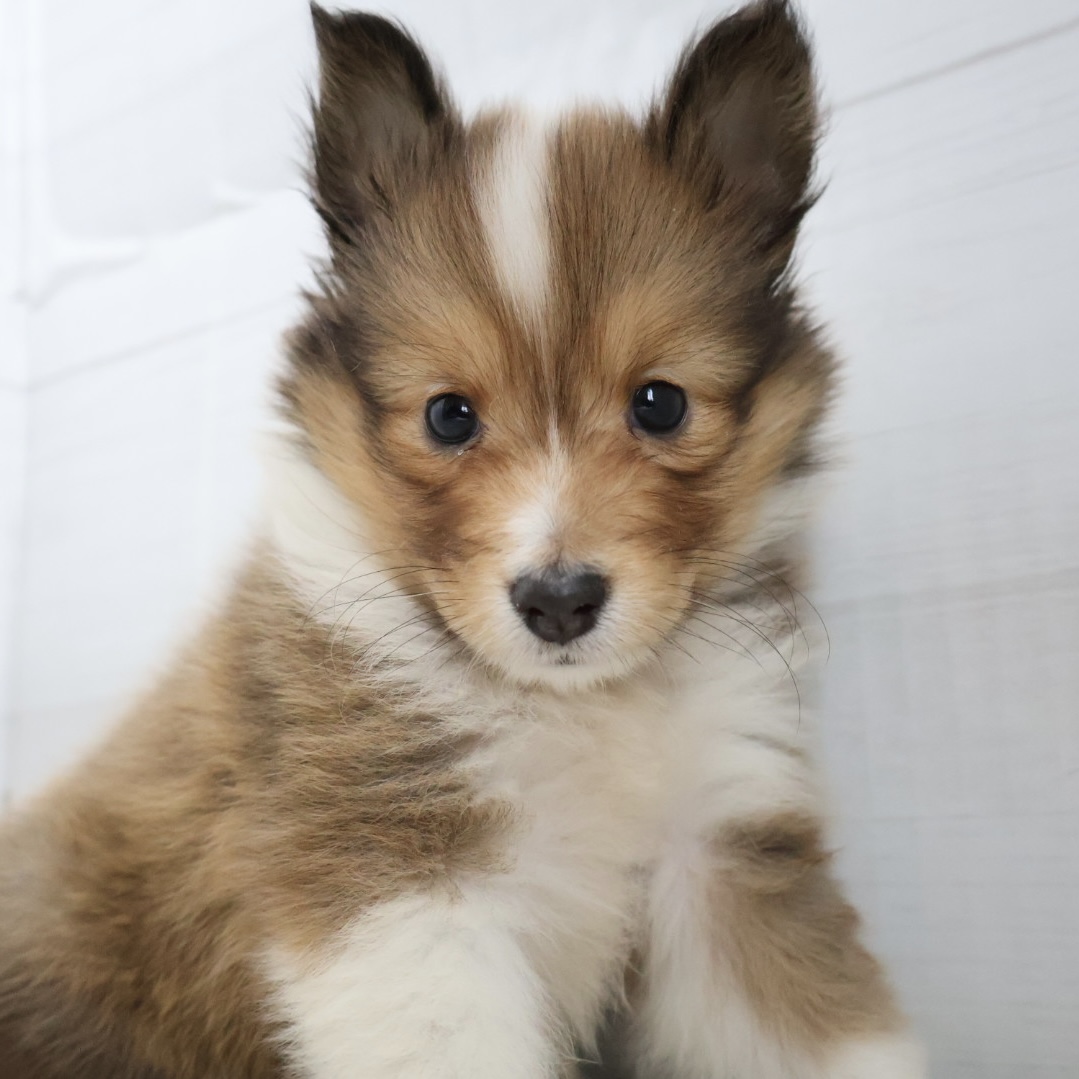 シェットランドシープドッグ セーブルホワイトの子犬｜福岡 | ペッツメイト天神大名店