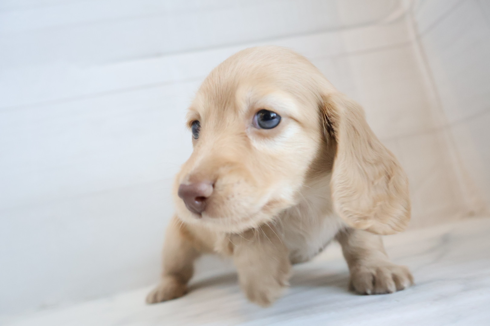 ミニチュアダックスフンド イエローの子犬｜宮崎 | ペッツメイト宮交シティ店