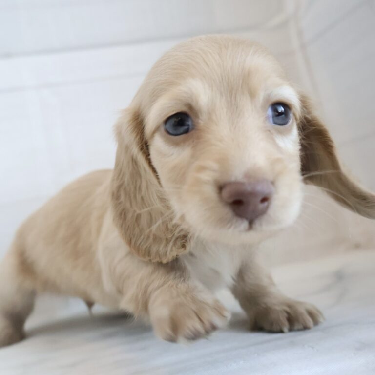 ミニチュアダックスフンドの子犬（宮崎・ペッツメイト宮交シティ店在籍）