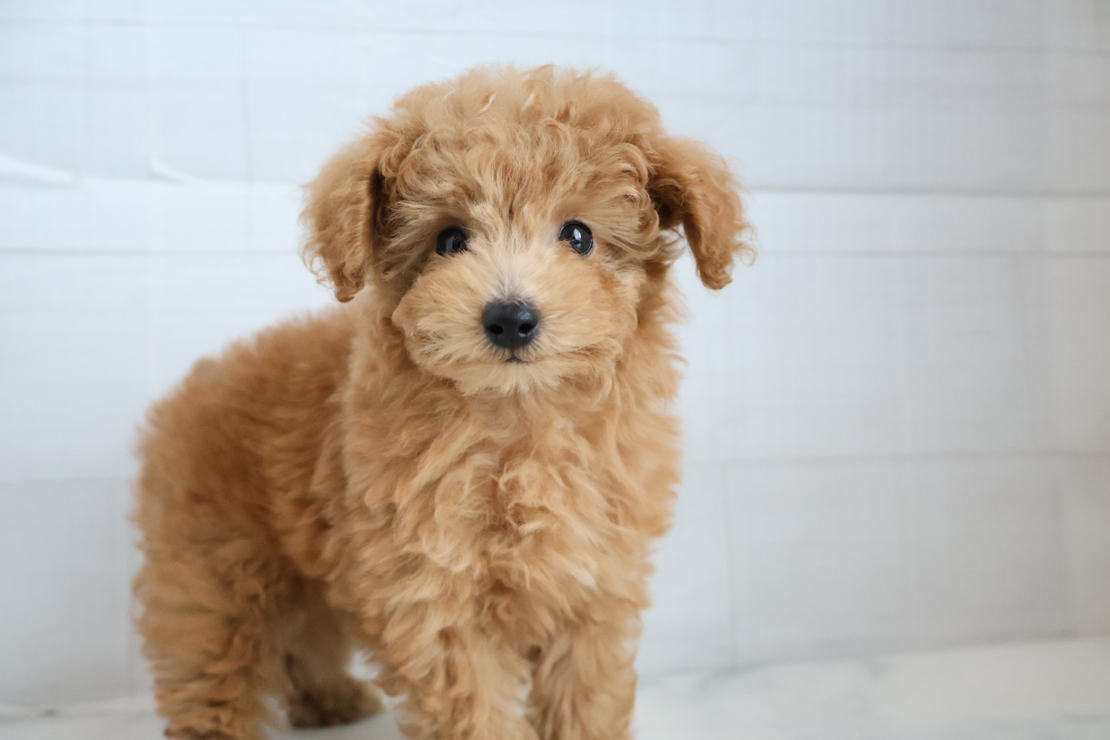 トイプードル アプリコットの子犬｜福岡 |ペットアミ須恵店
