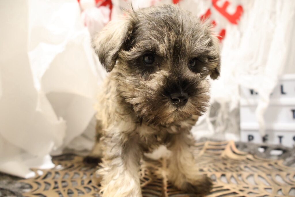 ミニチュアシュナウザー ソルトペッパーの子犬|福岡 | ペッツメイト天神大名店