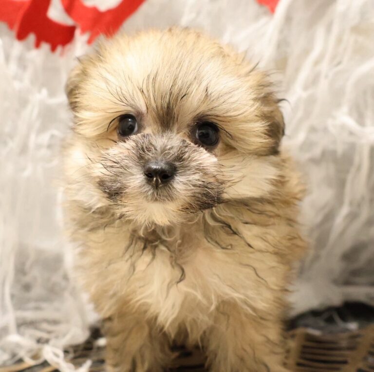 MIX(マルチーズ×ポメラニアン)の子犬（福岡・ペッツメイトイオン小郡店在籍）