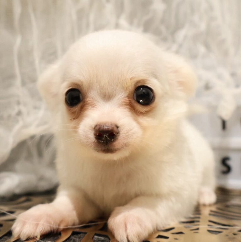チワワの子犬（福岡・ペッツメイトイオン小郡店在籍）