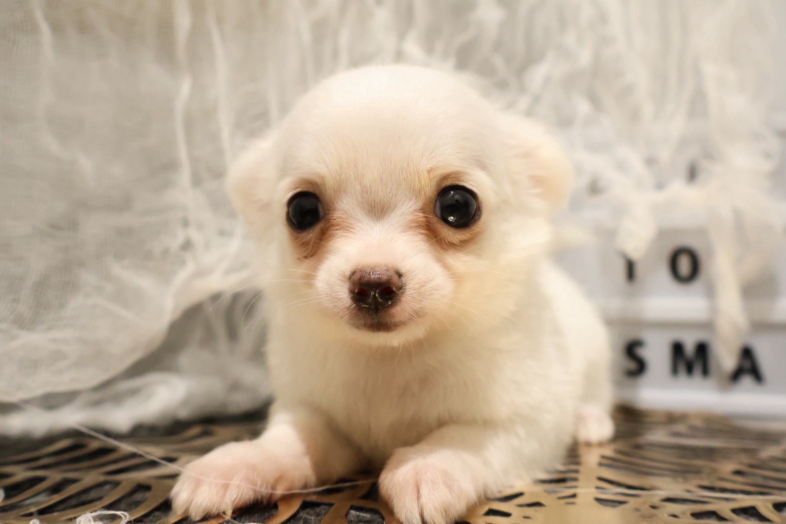 チワワ クリームホワイトの子犬｜福岡 |ペッツメイトイオン小郡店