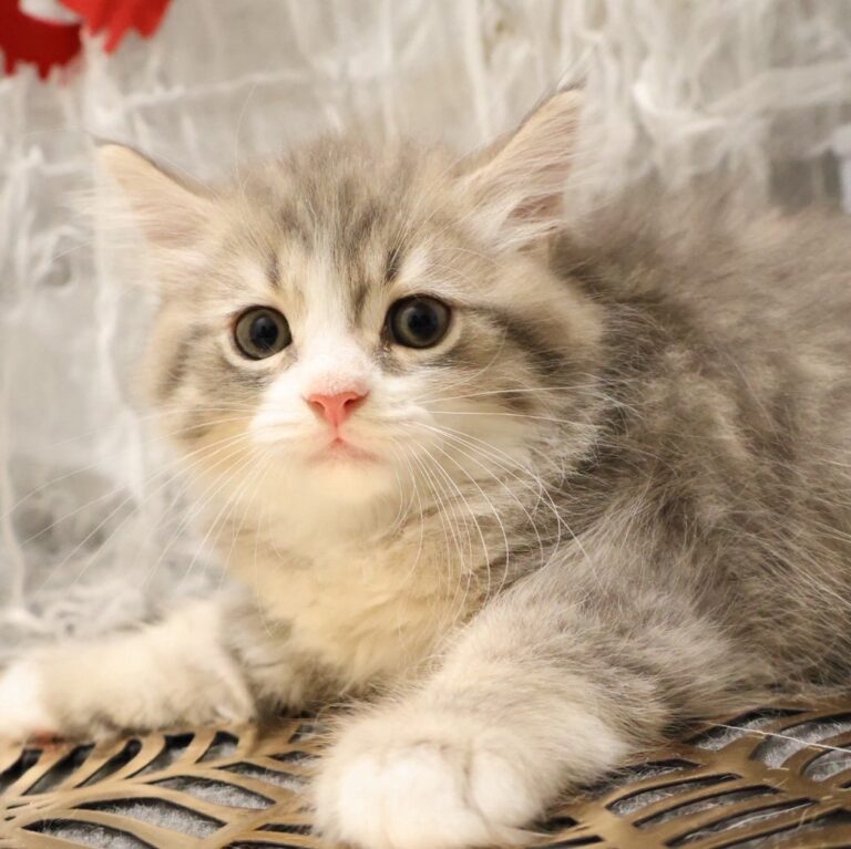 サイベリアンの子猫（福岡・ペッツメイトイオン乙金店在籍）