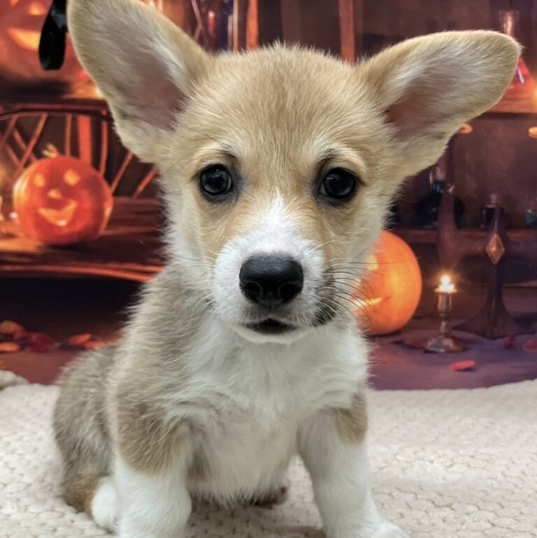 ウェルシュ・コーギー・ペンブローグの子犬（福岡・ペットアミ筑後店在籍）