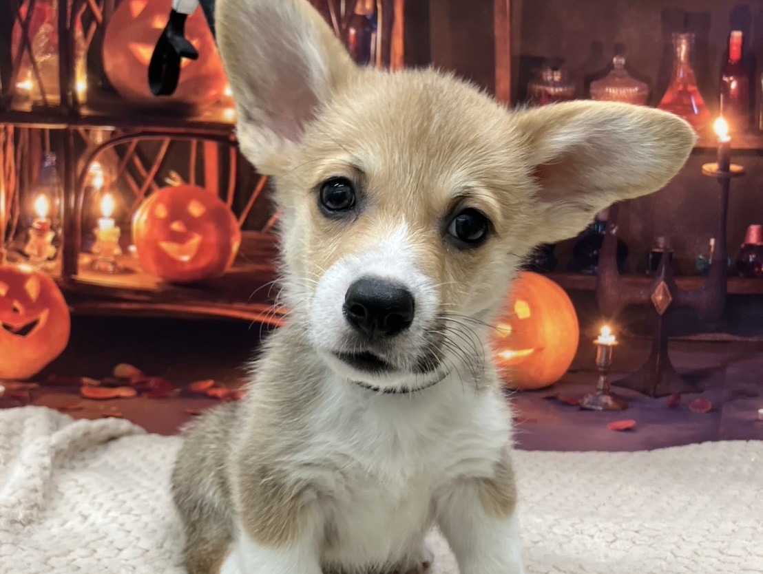 ウェルシュ・コーギー・ペンブローグ レッド＆ホワイトの子犬｜福岡 |ペットアミ筑後店
