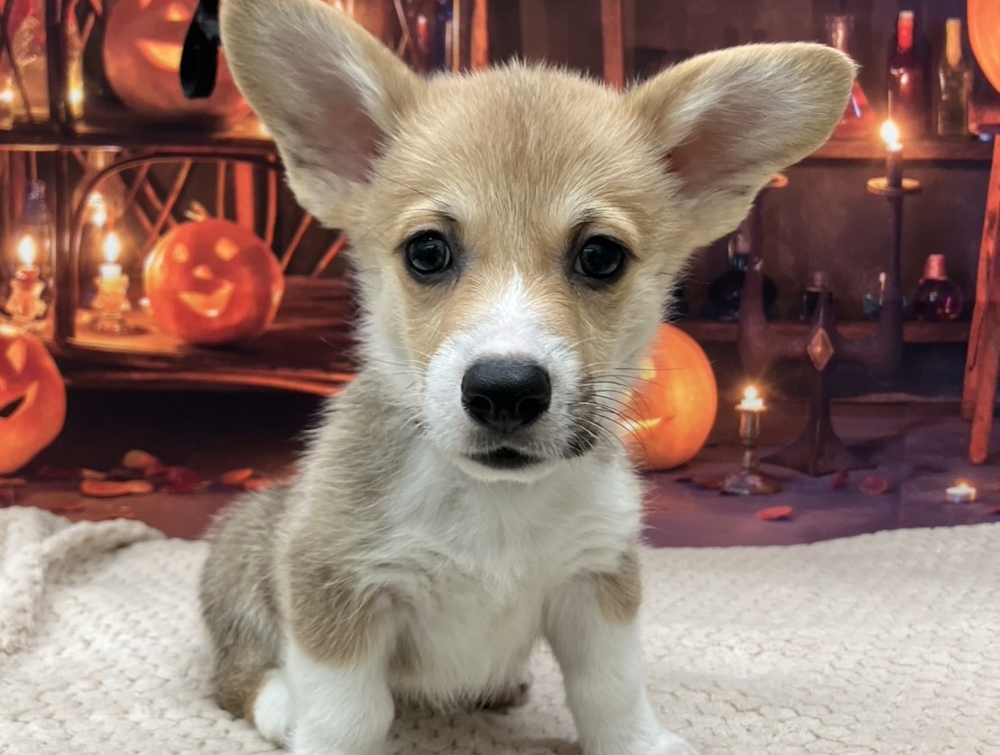 ウェルシュ・コーギー・ペンブローグ レッド＆ホワイトの子犬｜福岡 |ペットアミ筑後店