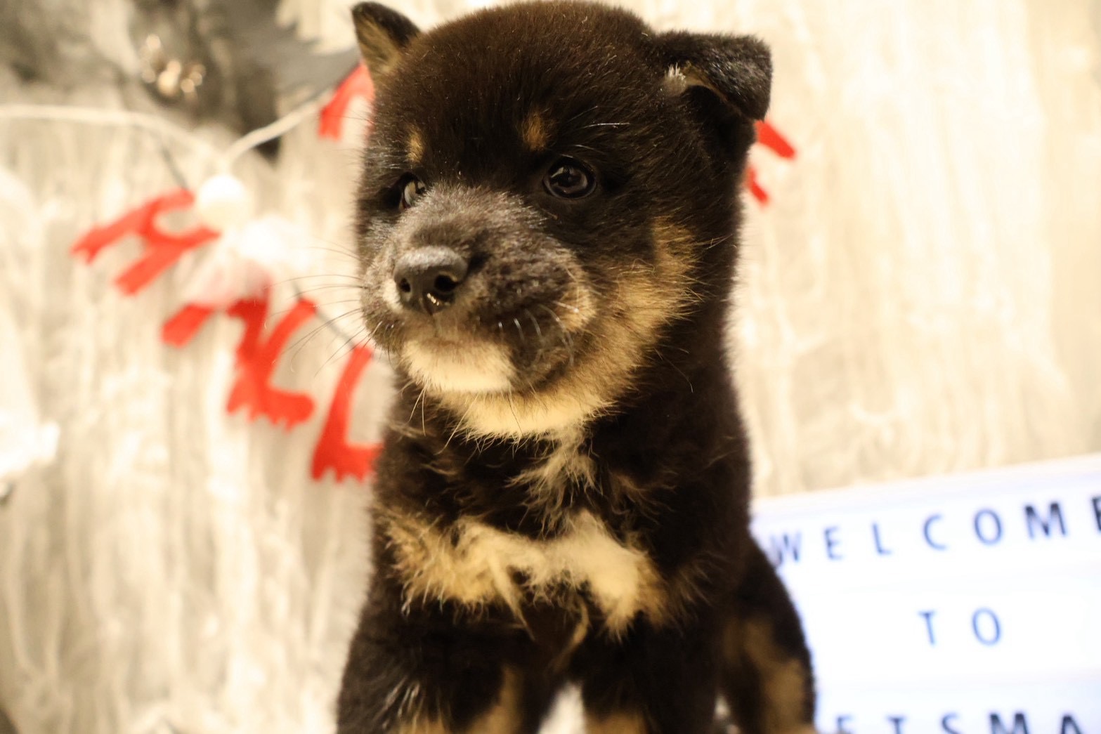 柴犬 黒の子犬|福岡 |ペッツメイトイオン小郡店