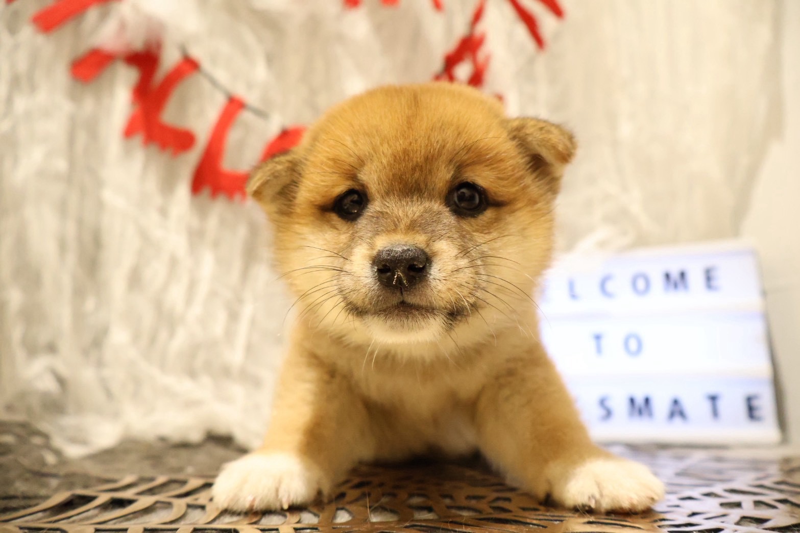 柴犬 赤の子犬|福岡 |ペットアミ須恵店